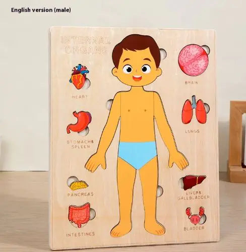 Kid's Human Body Organs Puzzles